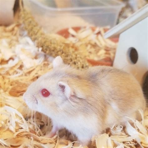 hamster on a sunroof|sunfire djungarian dwarf hamster.